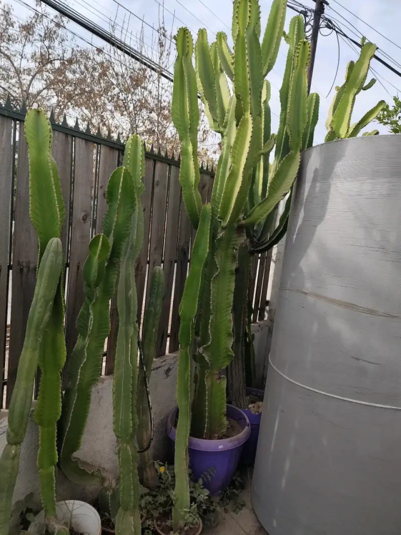 Cactus en maceta grande - 1