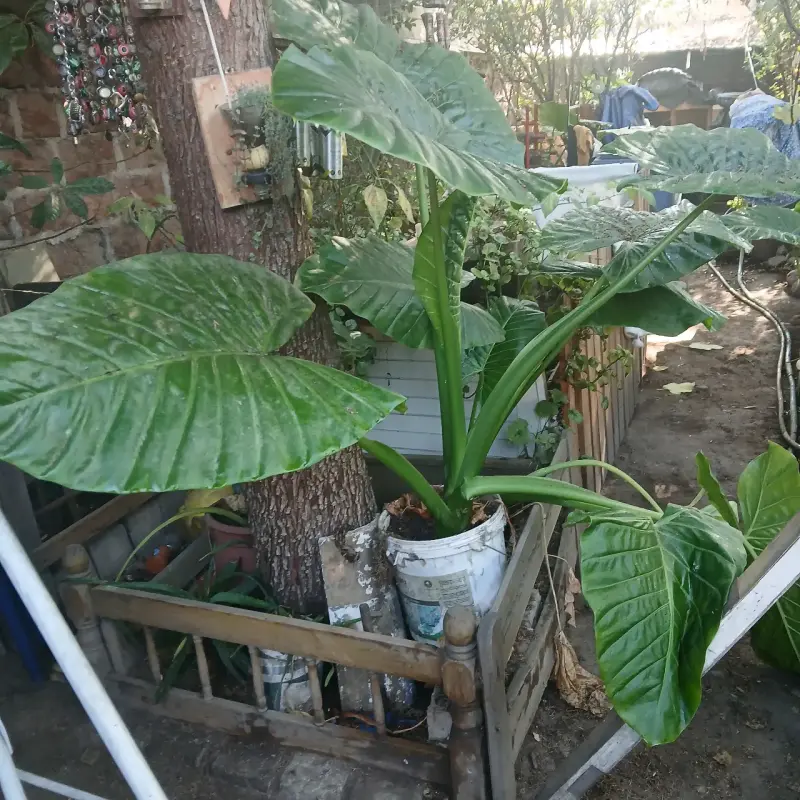 Planta Manto de eva