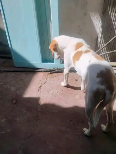 Adopta a Lola - miniatura 2
