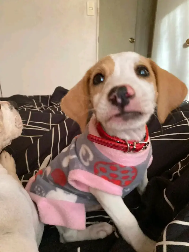 Adopta a Lola - 3