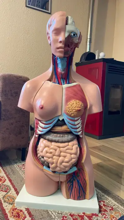 Modelo anatómico humano educativo - miniatura 1