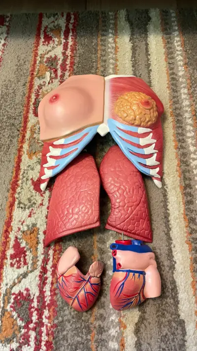 Modelo anatómico humano educativo - miniatura 4