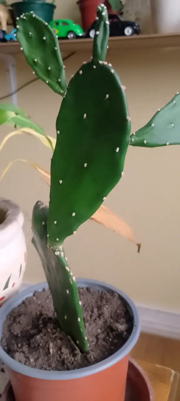 Cactus en maceta mediana