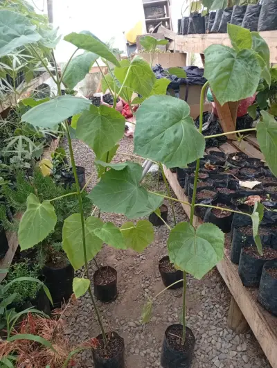 100  Árboles kiri Paulownia  1 metro. - miniatura 1