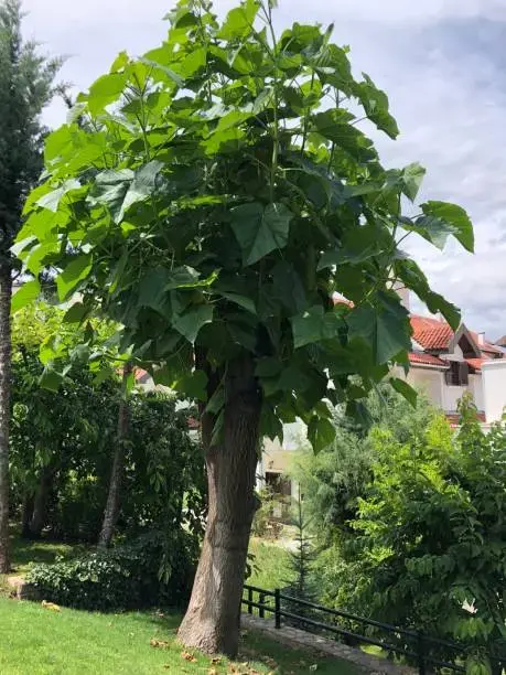 100  Árboles kiri Paulownia  1 metro. - 2