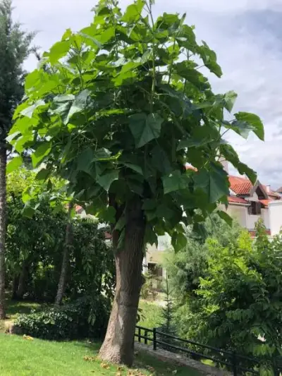 100  Árboles kiri Paulownia  1 metro. - miniatura 2