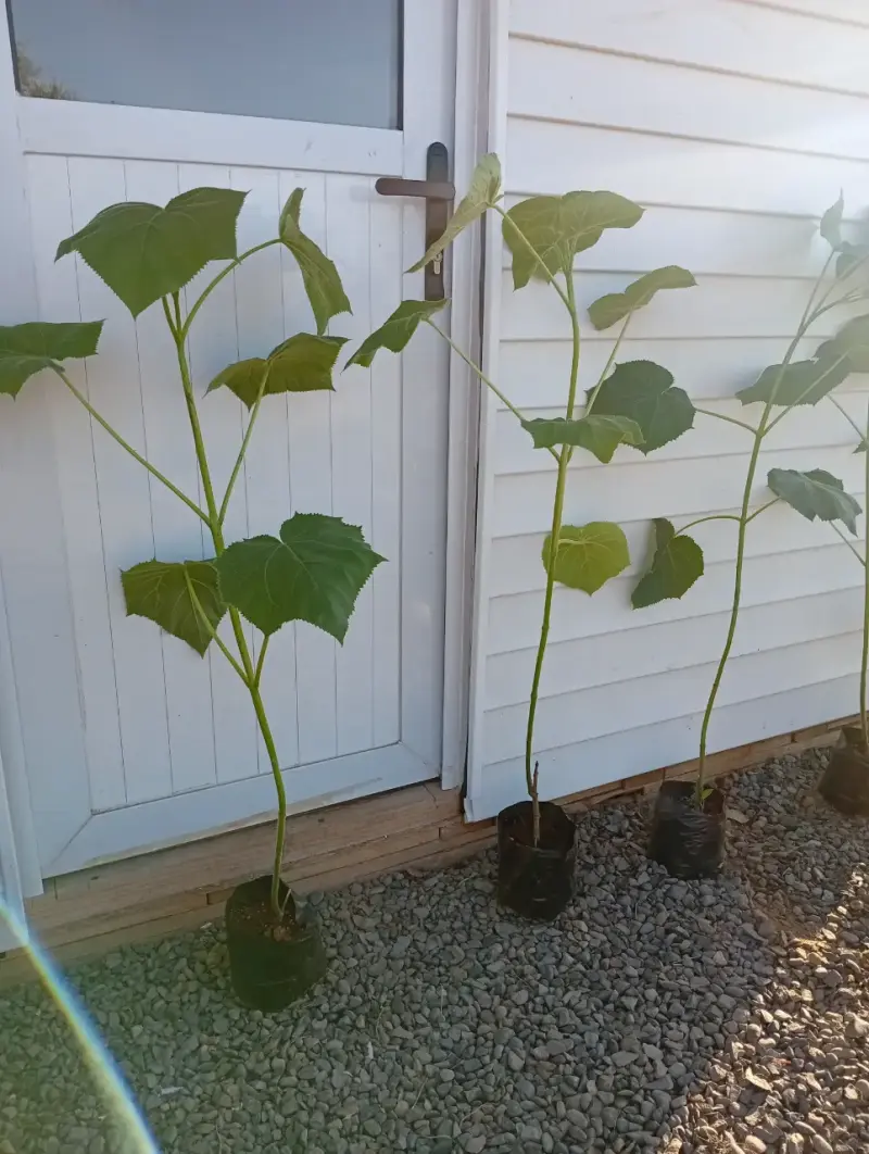 100  Árboles kiri Paulownia  1 metro. - 3