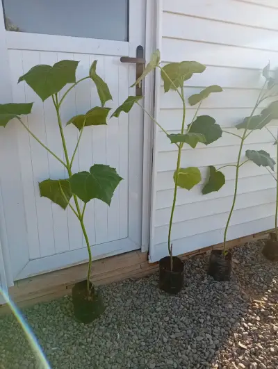 100  Árboles kiri Paulownia  1 metro. - miniatura 3