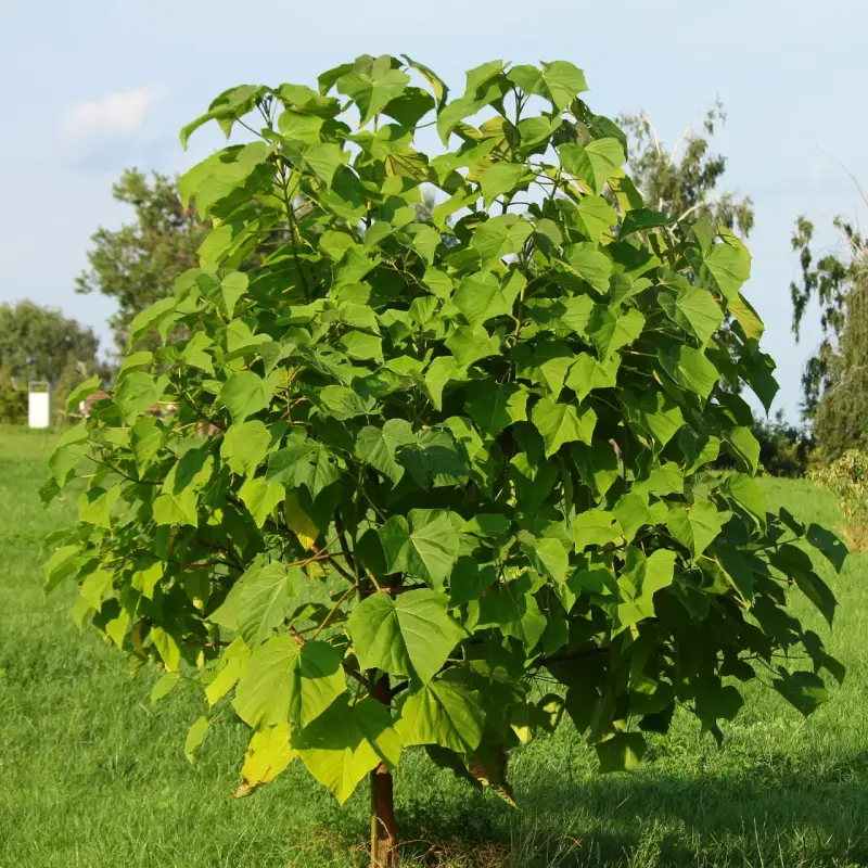 100  Árboles kiri Paulownia  1 metro. - 4