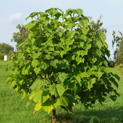 100  Árboles kiri Paulownia  1 metro. - miniatura 4