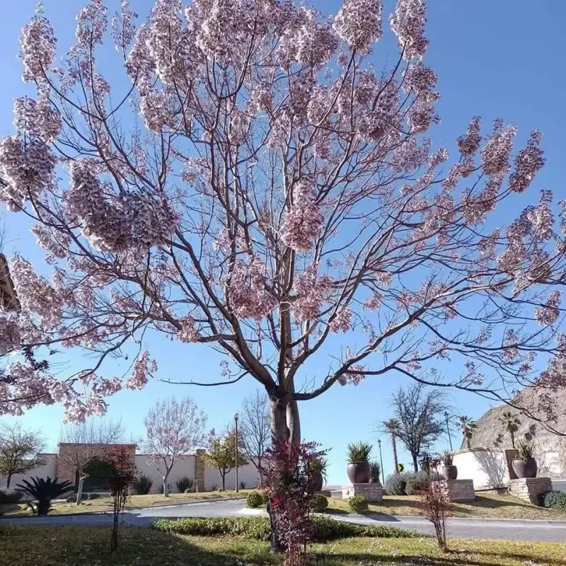 100  Árboles kiri Paulownia  1 metro. - 5