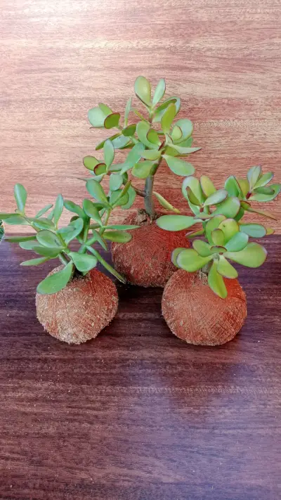 kokedamas - miniatura 2