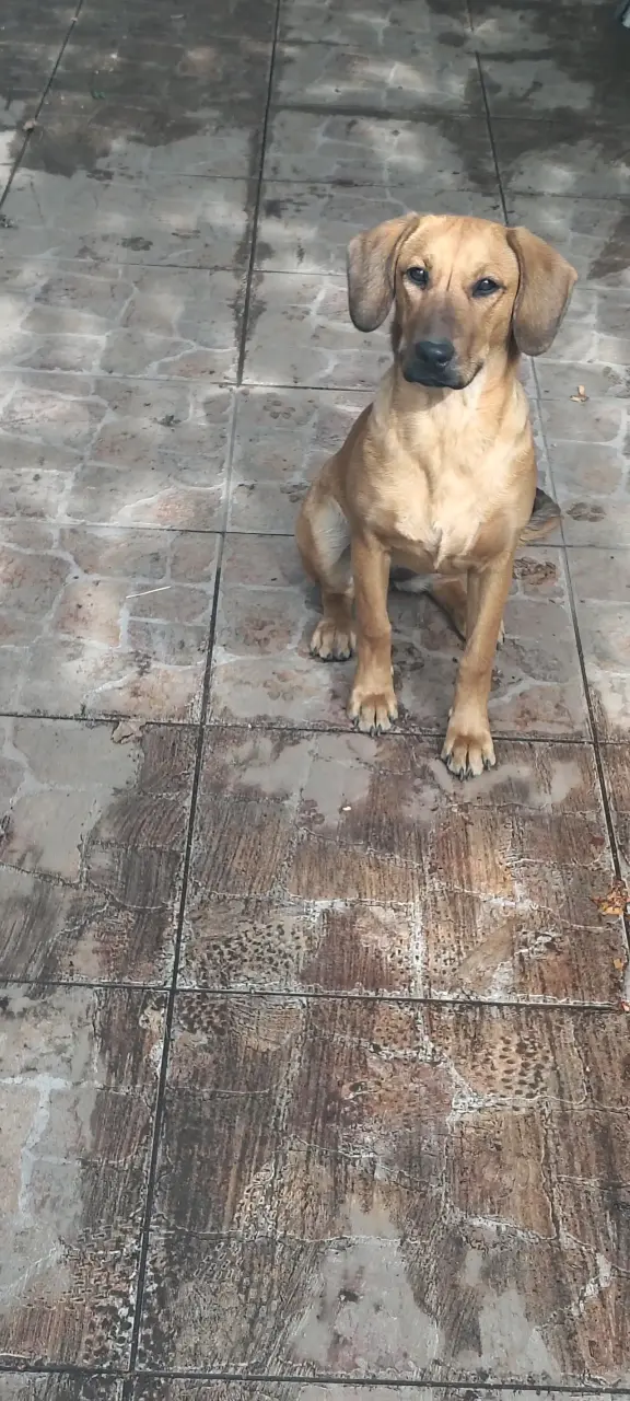 Regalo perrita se llama chofi - 1