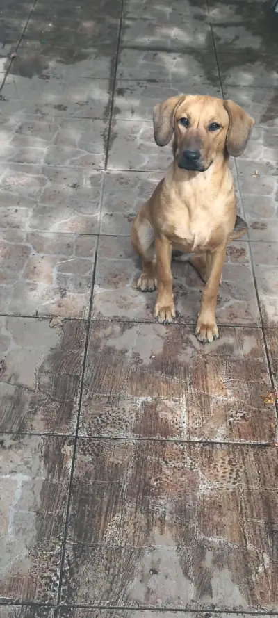 Regalo perrita se llama chofi - miniatura 1
