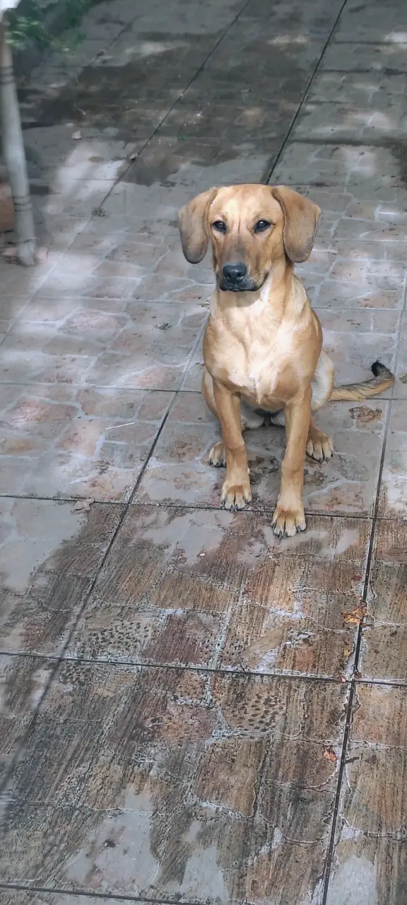 Regalo perrita se llama chofi - 2