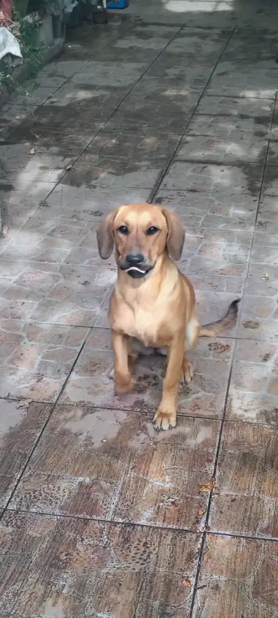 Regalo perrita se llama chofi - miniatura 3