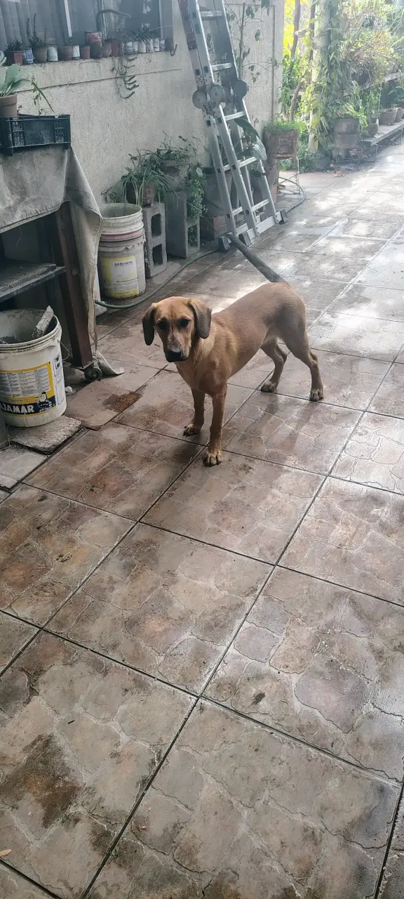 Regalo perrita se llama chofi - 4