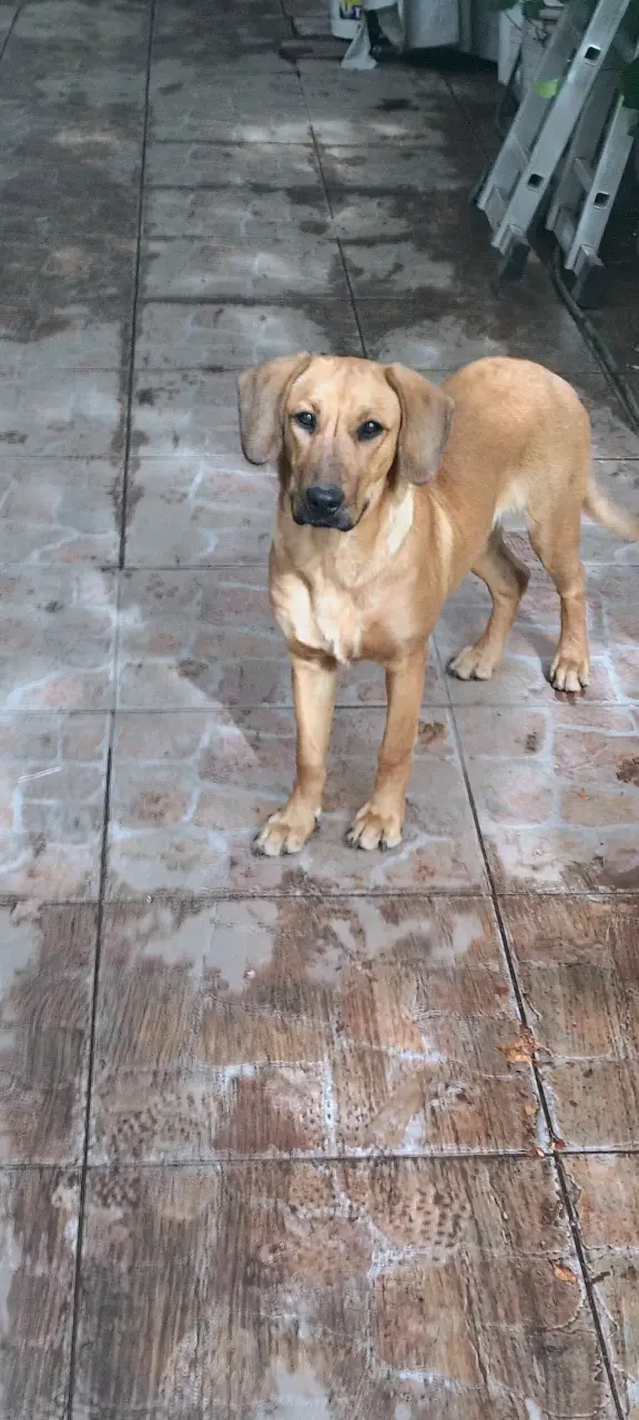 Regalo perrita se llama chofi - 5