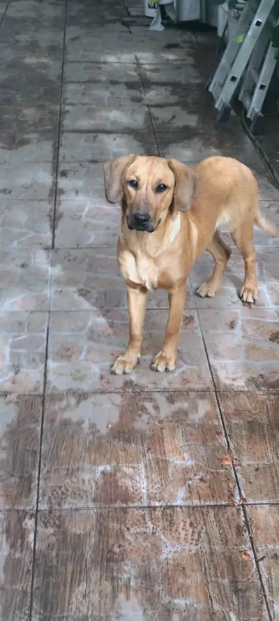 Regalo perrita se llama chofi - miniatura 5