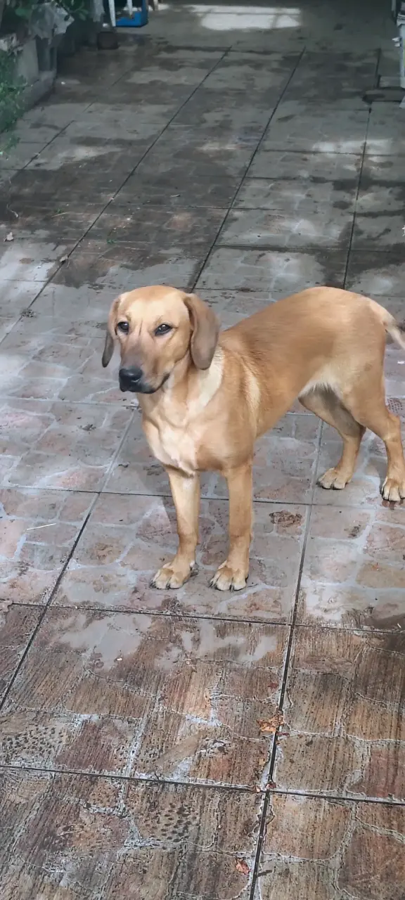 Regalo perrita se llama chofi - 6