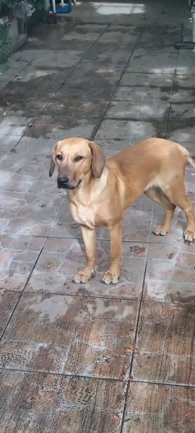 Regalo perrita se llama chofi - miniatura 6