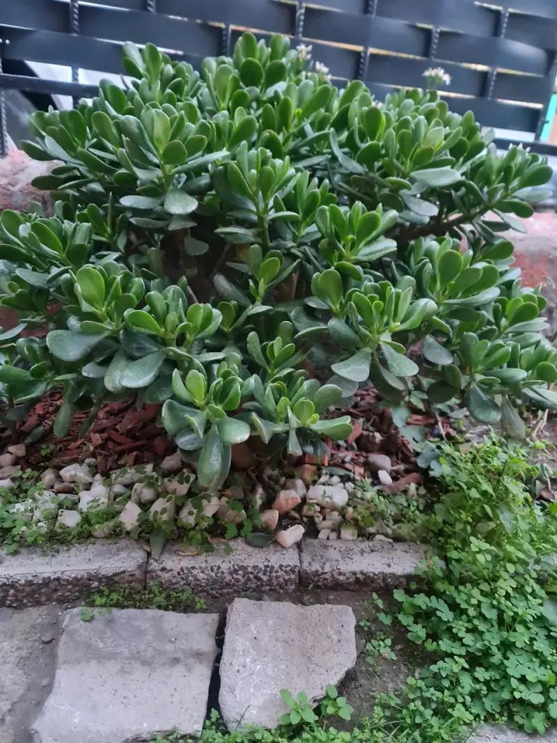 Arbol de Jade - 1