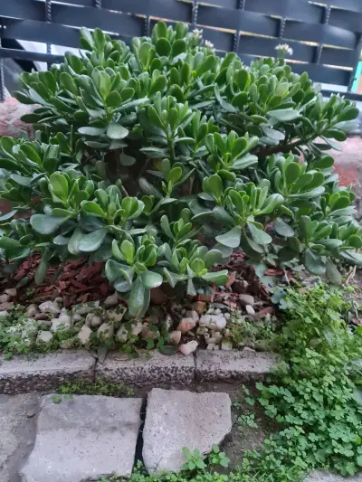Arbol de Jade - miniatura 1