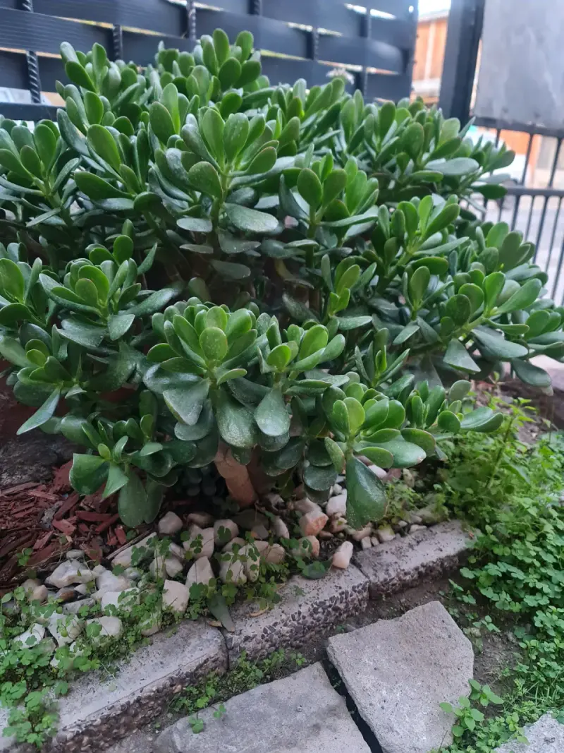 Arbol de Jade - 2