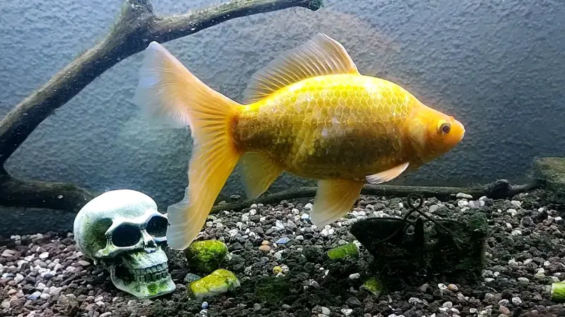 Se vende acuario completo todo incluído - 1