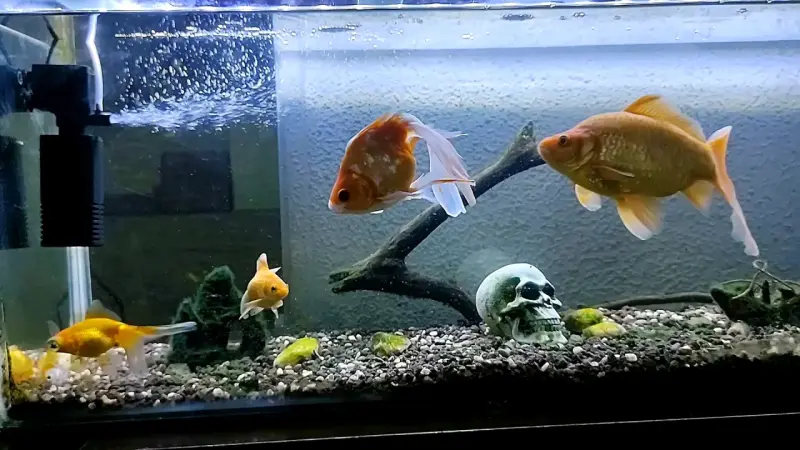 Se vende acuario completo todo incluído - 2