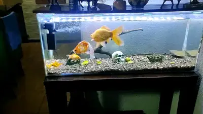 Se vende acuario completo todo incluído - miniatura 3
