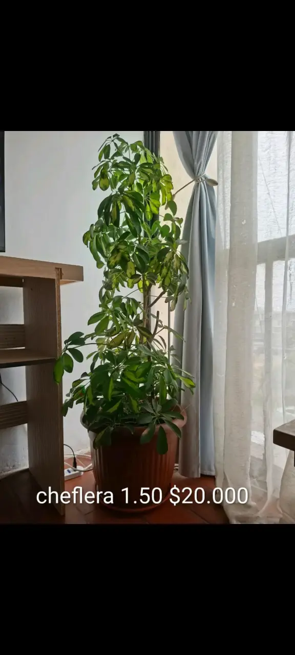 Planta cheflera 1.50 m