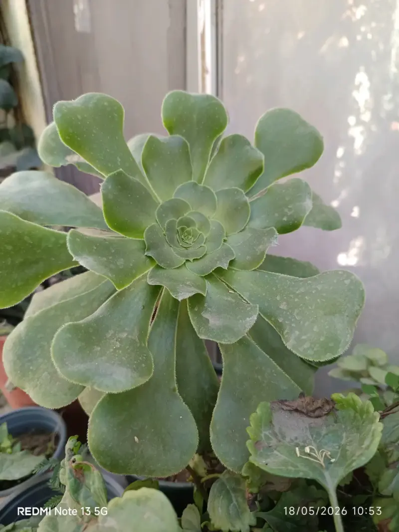Planta suculenta Echeveria verde - 1