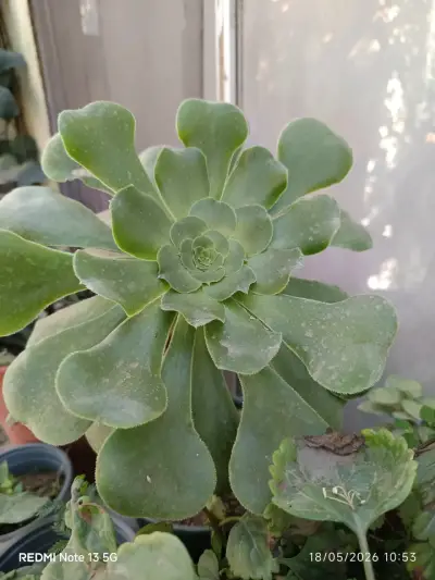 Planta suculenta Echeveria verde - miniatura 1