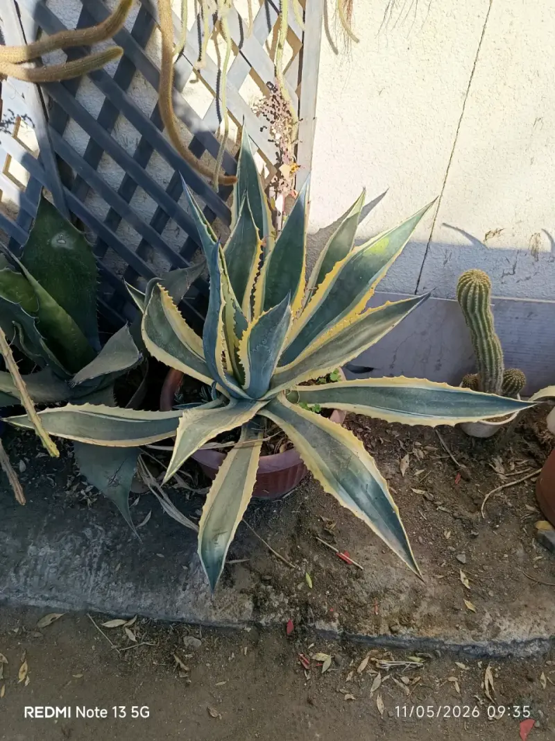 Planta suculenta Echeveria verde - 3