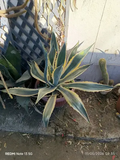 Planta suculenta Echeveria verde - miniatura 3