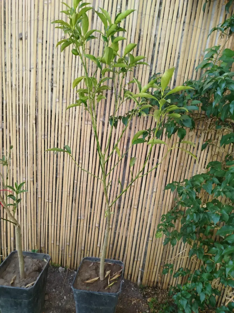 Árbol Quinoto/Kumquat con frutos pequeños
