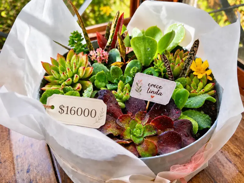 Jardincito de suculentas