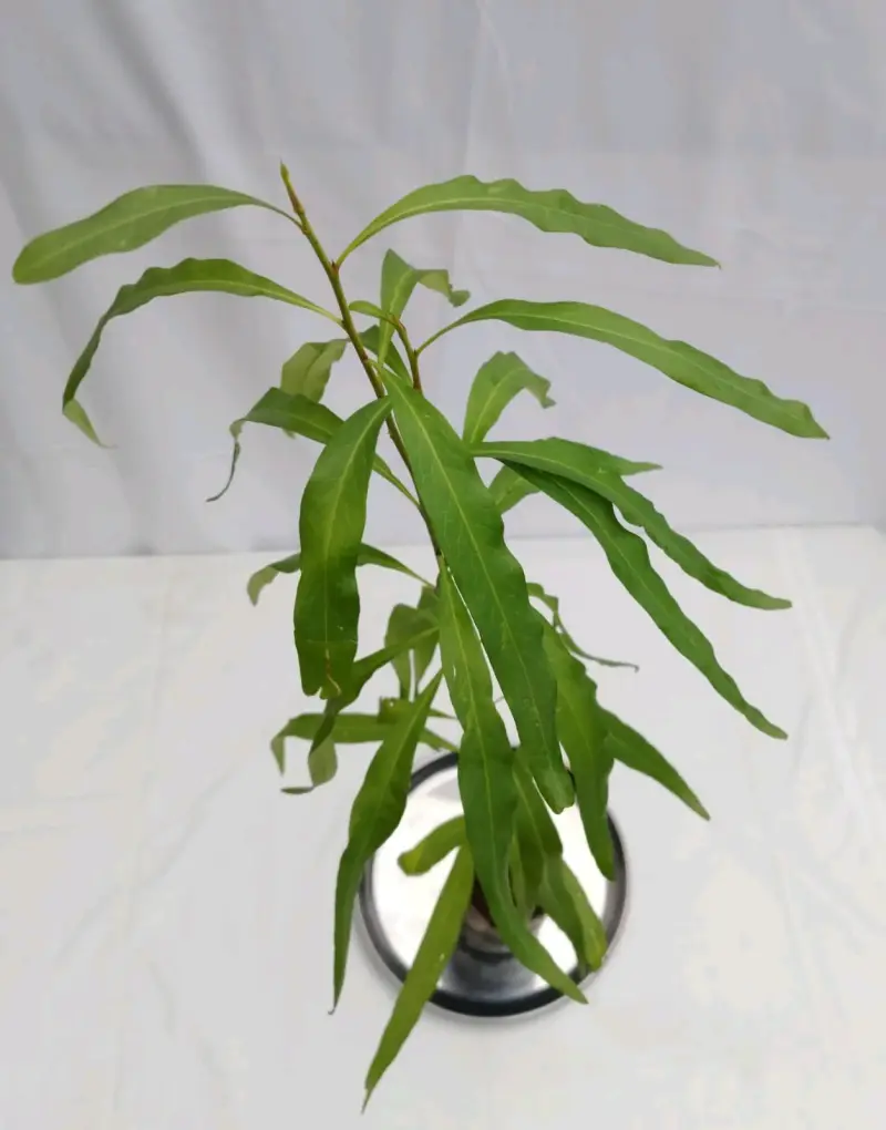 Planta árbol de Notro