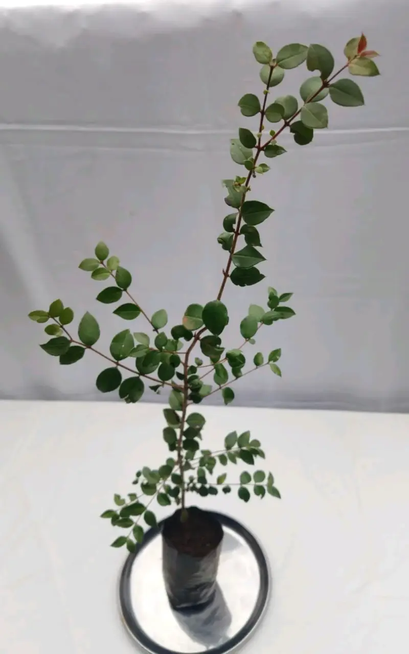 Planta árbol de Arrayán