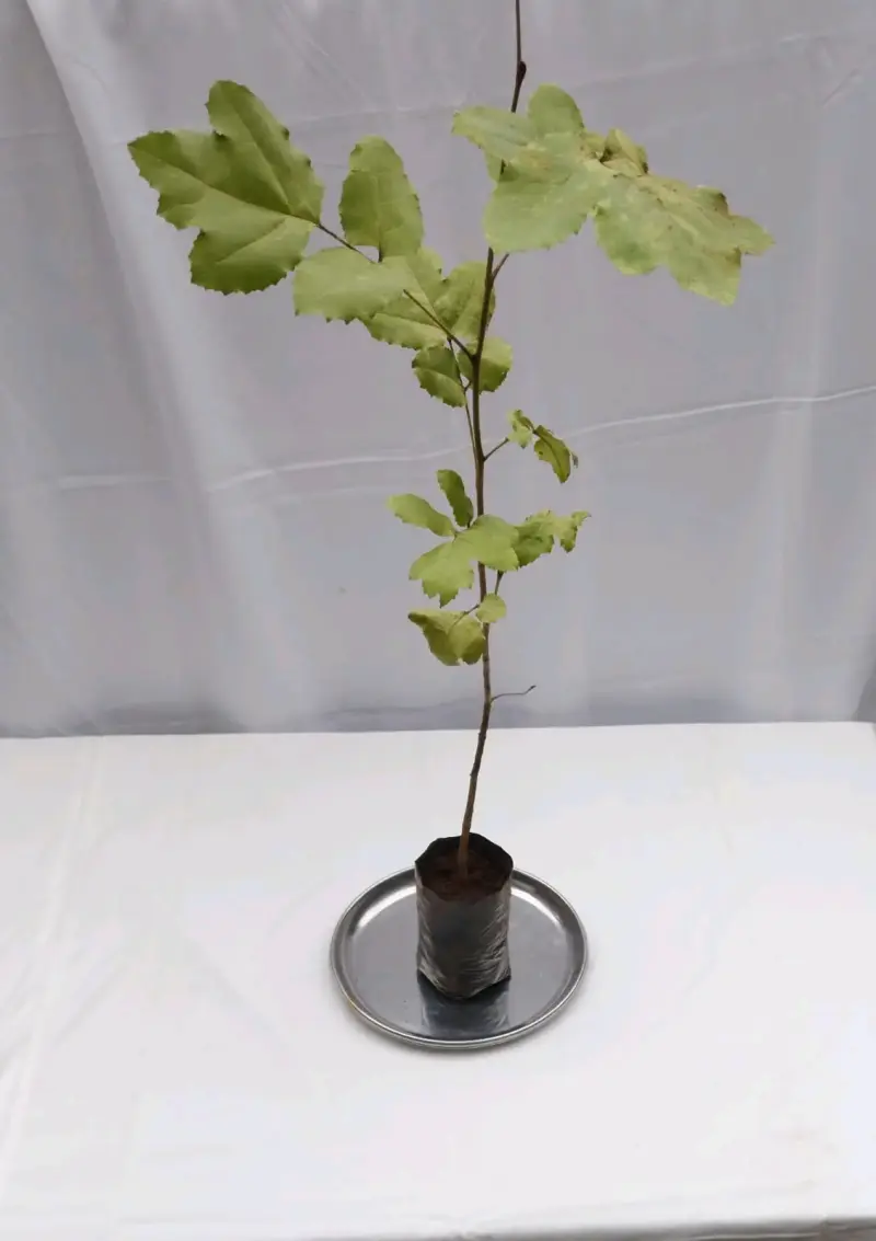 Planta árbol Avellano Chileno