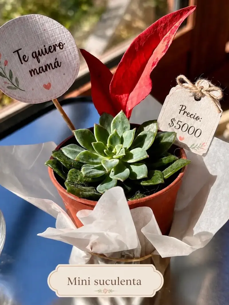 Mini suculenta regalo.