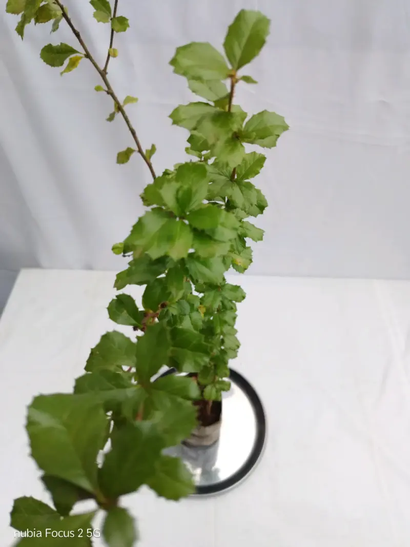Planta de Michay
