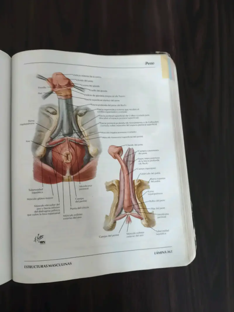 Atlas de Anatomía Humana 3ª edición - 4