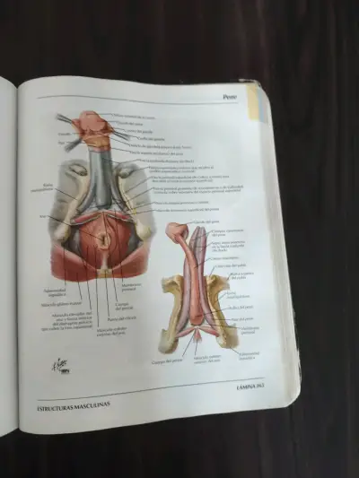 Atlas de Anatomía Humana 3ª edición - miniatura 4