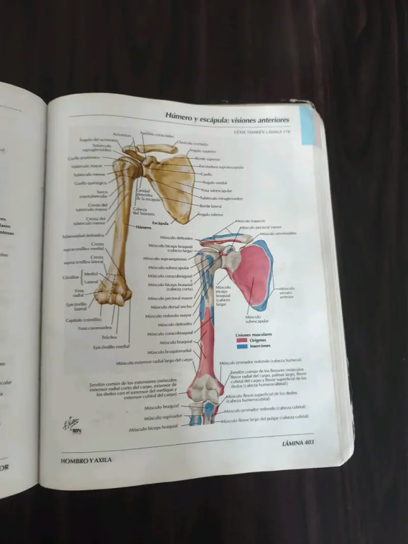 Atlas de Anatomía Humana 3ª edición - 5