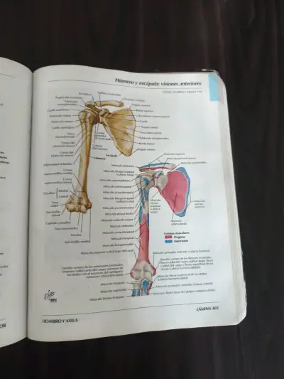 Atlas de Anatomía Humana 3ª edición - miniatura 5