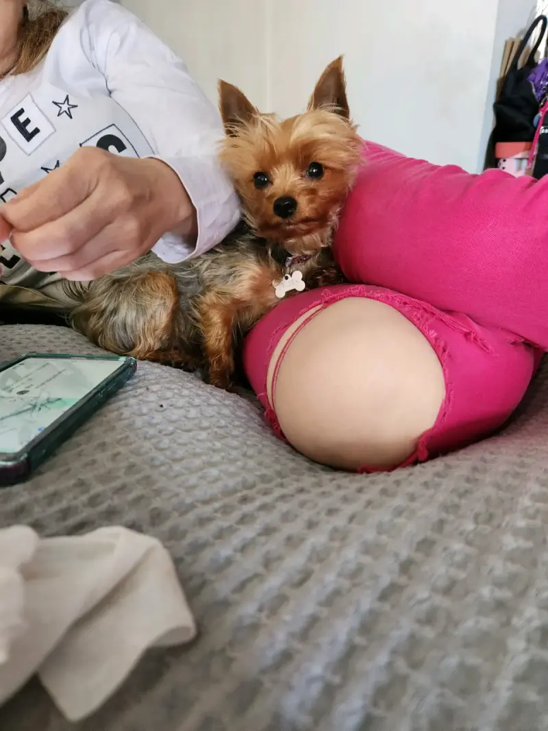 Yorki - 1