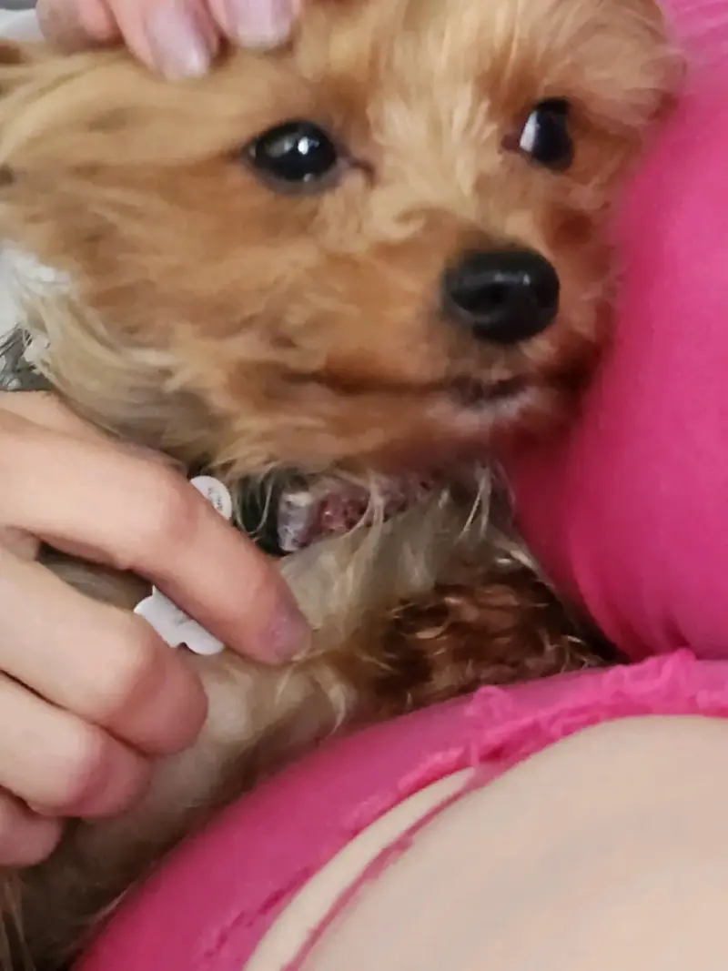 Yorki - 3