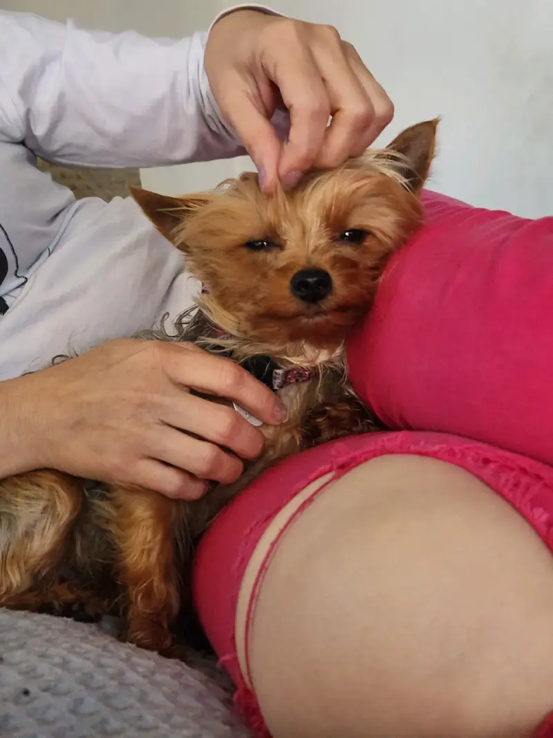 Yorki - 4